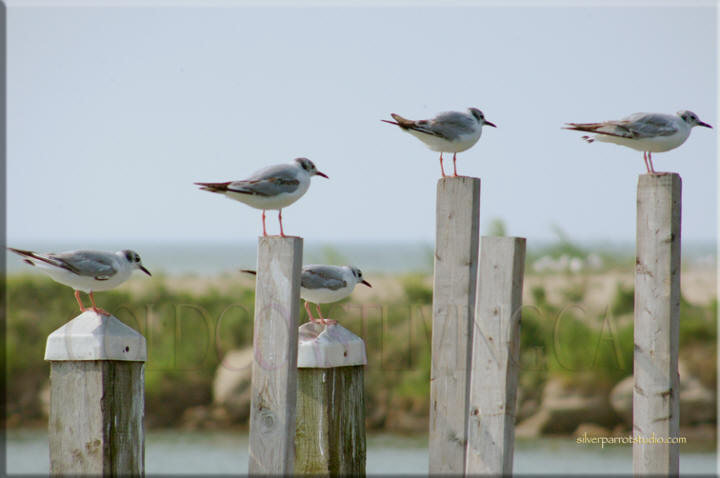 Photograph of birds at Turkey Point Marina on Turkey Point Beach, Norfolk County on Lake Erie, Ontario