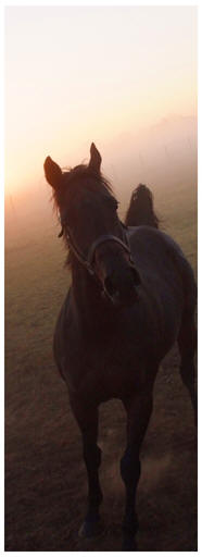 Photograph of horse on the Gold Coast, South Coast of Ontario, Norfolk County on Lake Erie